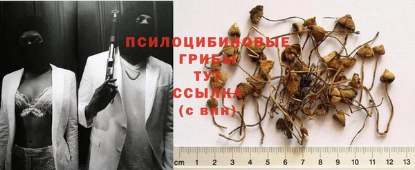 прущие грибы Балахна